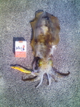 20110222095322.jpg